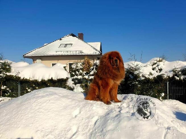 Mastif tybetański szczeniak