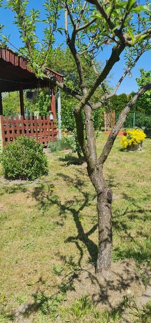 Działka rekreacyjna, ogródek ROD