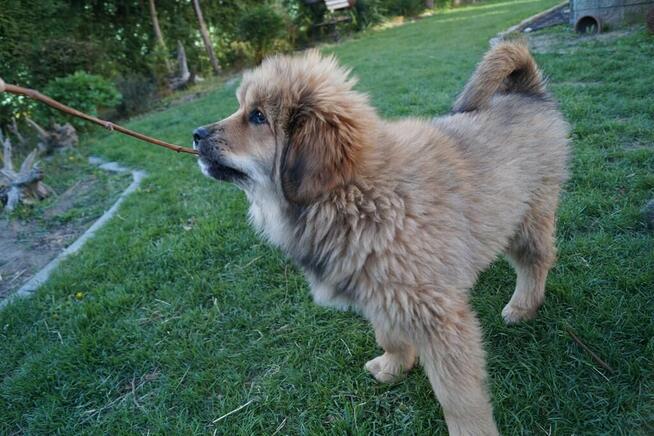 Mastif tybetański szczeniak