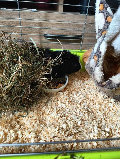 Sprzedam świnki morskie rozetki