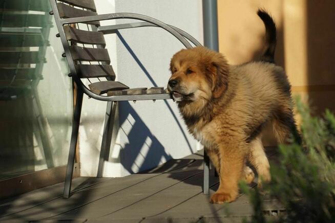 Mastif tybetański szczeniak