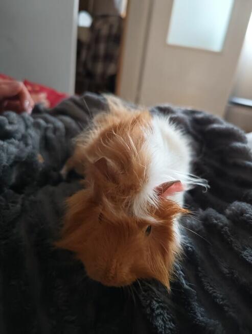 Sprzedam świnki morskie rozetki