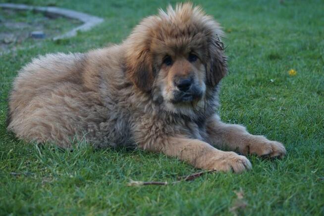 Mastif tybetański szczeniak