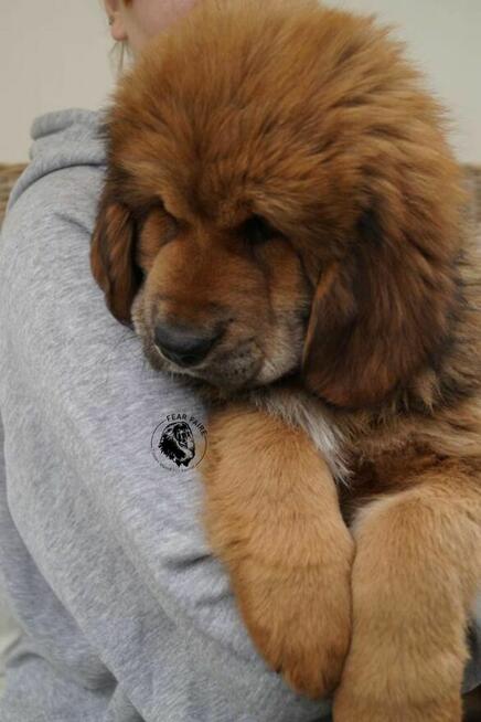 Mastif tybetański szczeniak