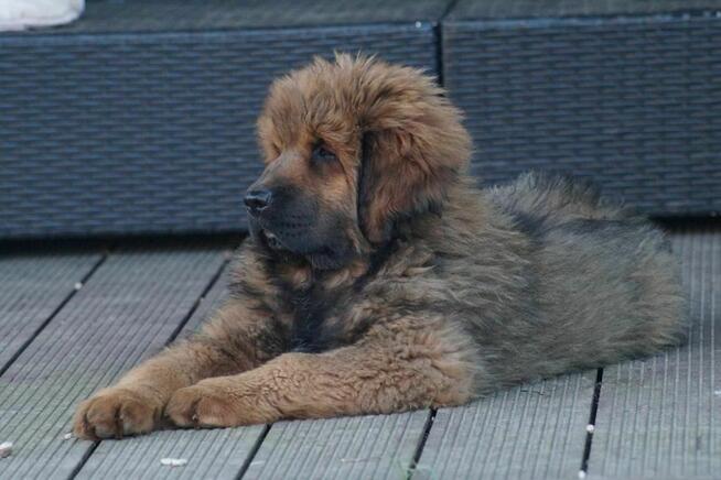 Mastif tybetański szczeniak