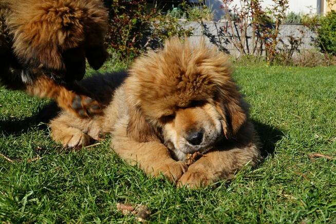 Mastif tybetański szczeniak