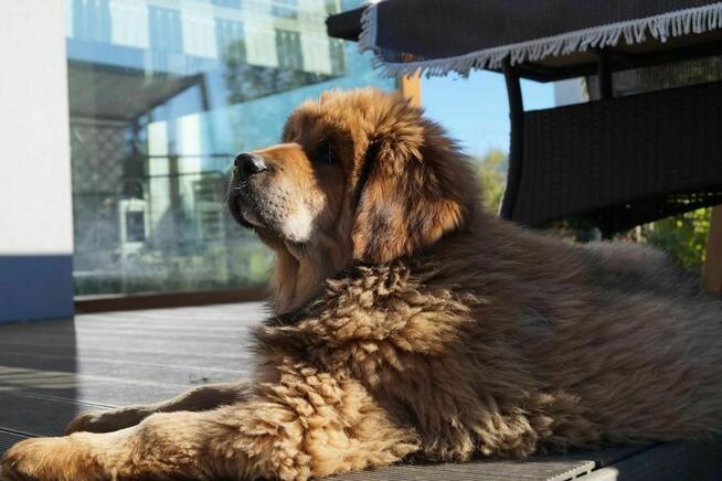 Mastif tybetański szczeniak