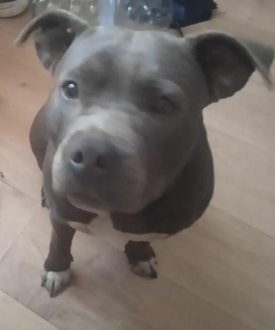 Oddam suczkę american standard terrier blue