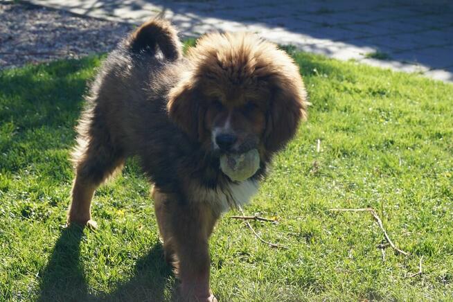 Mastif tybetański szczeniak