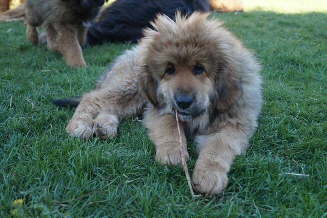 Mastif tybetański szczeniak
