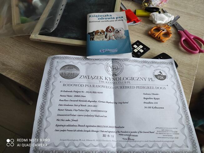 Oddam suczkę owczarka niemieckiego