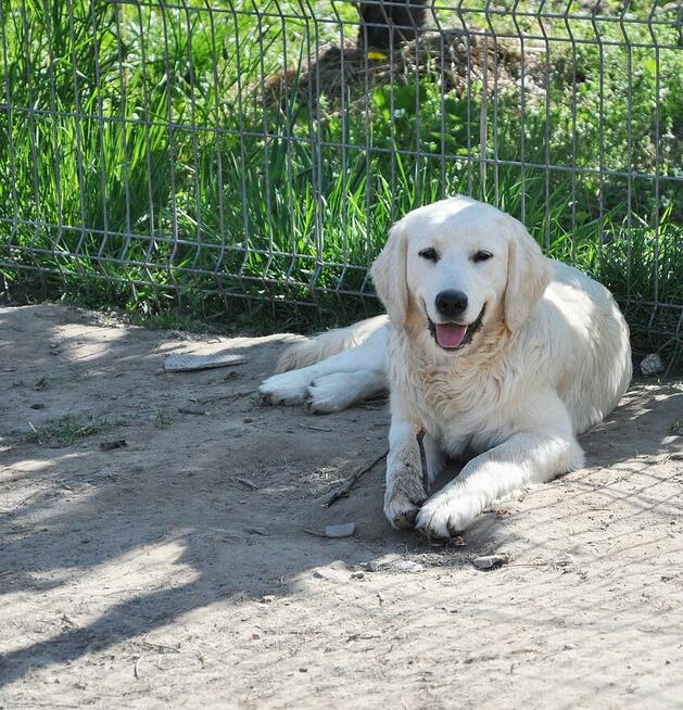 Golden retriever 10 miesięczne