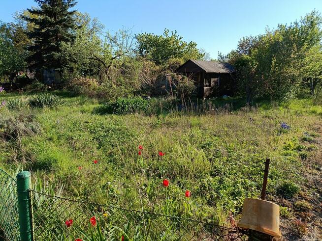 Ogródek działkowy ROD Jelcz 300 m2 + drzewa, kwiaty WROCŁAW