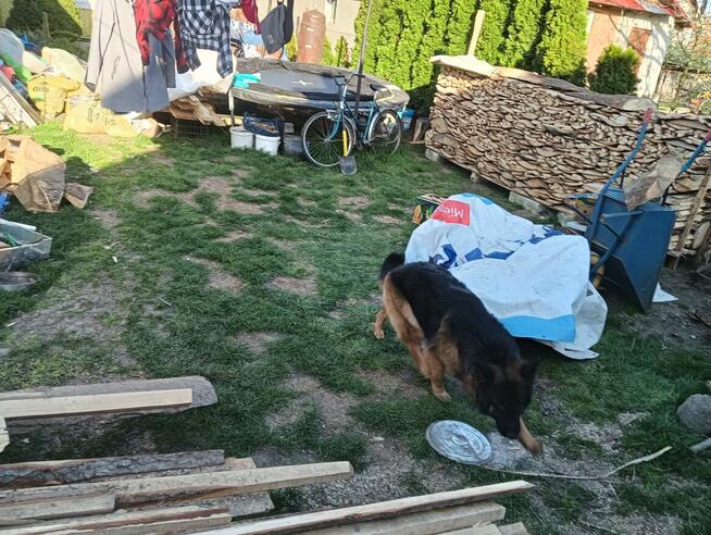 Oddam suczkę owczarka niemieckiego