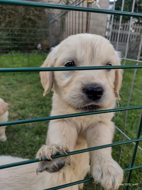 Golden Retriever szczeniaki ZKwp