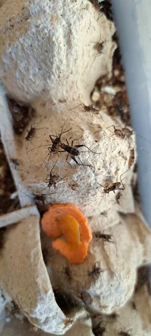 Świerszcz dzwonkowy