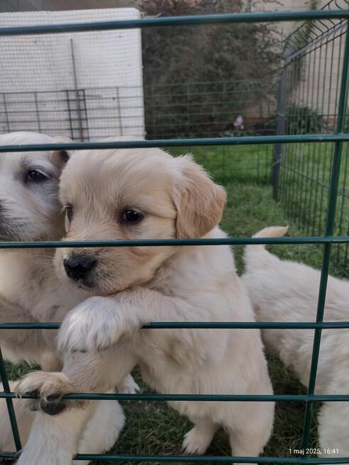 Golden Retriever szczeniaki ZKwp