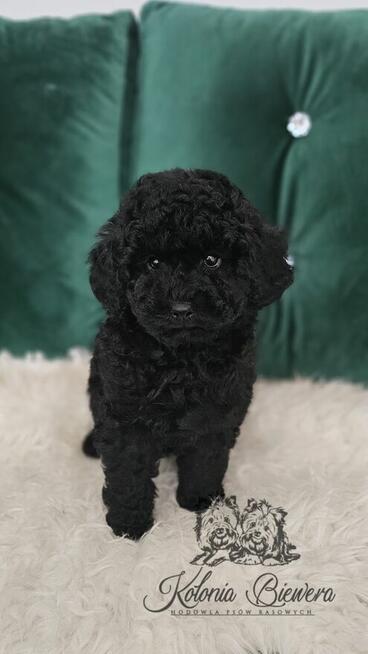 Pudel Miniaturowy czarny piesek Badania genetyczne!