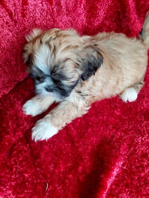 Lhasa apso maluszki
