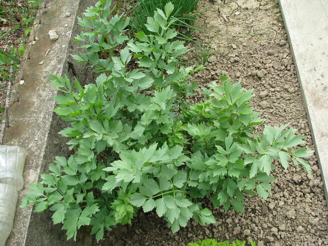 Lubczyk – świeże młode liście z domowego ogródka (maggi)