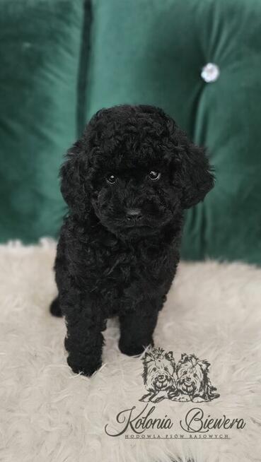 Pudel Miniaturowy czarny piesek Badania genetyczne!
