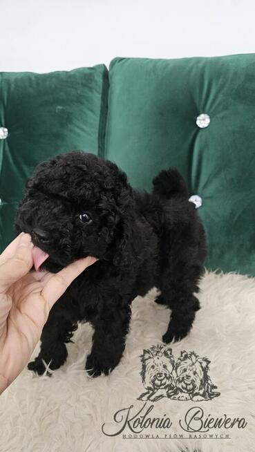 Pudel Miniaturowy czarny piesek Badania genetyczne!