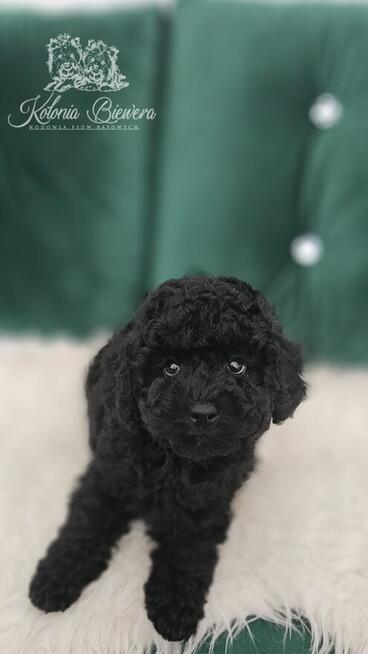 Pudel Miniaturowy czarny piesek Badania genetyczne!