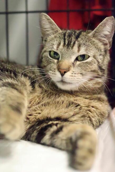 buraska Grażynka- oswojona i kochająca człowieka