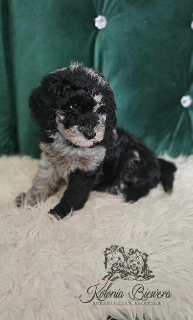 Pudel Miniaturowy piesek Blue Merle Badania genetyczne!
