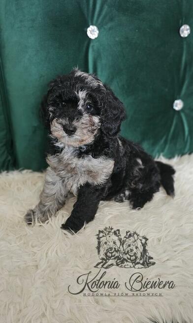 Pudel Miniaturowy piesek Blue Merle Badania genetyczne!