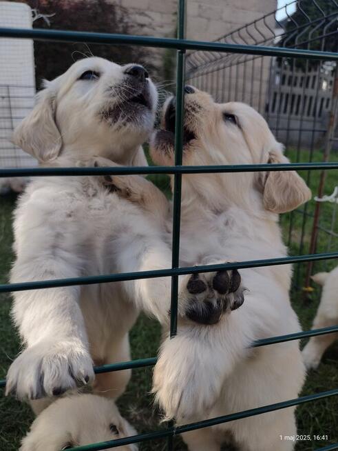 Golden Retriever szczeniaki ZKwp