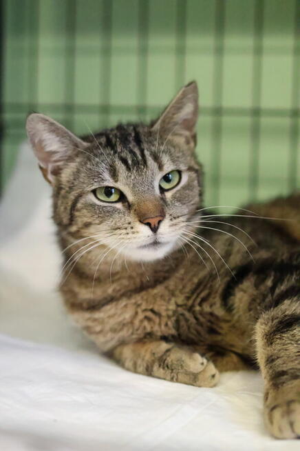 buraska Grażynka- oswojona i kochająca człowieka