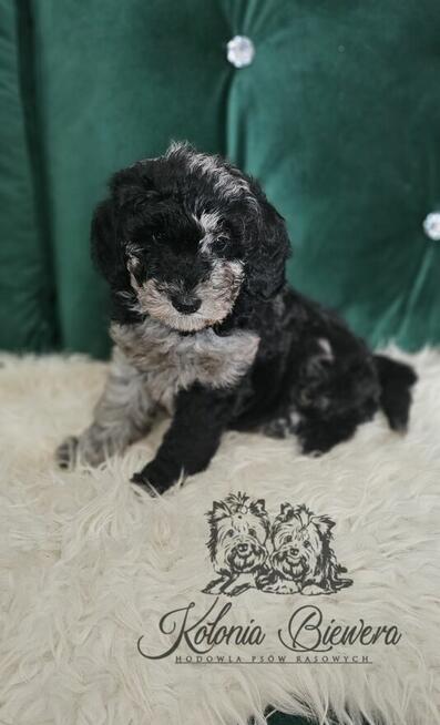 Pudel Miniaturowy piesek Blue Merle Badania genetyczne!