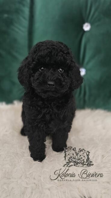 Pudel Miniaturowy czarny piesek Badania genetyczne!