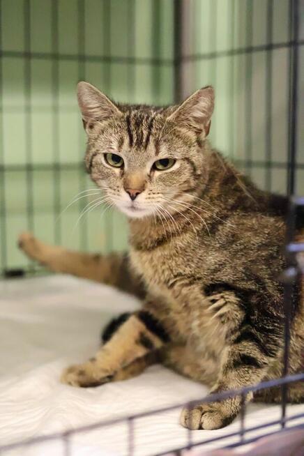 buraska Grażynka- oswojona i kochająca człowieka