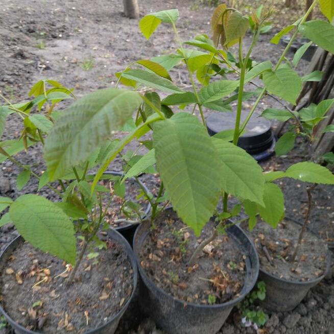 Orzech włoski duże owoce 2-letnie drzewka w donicach