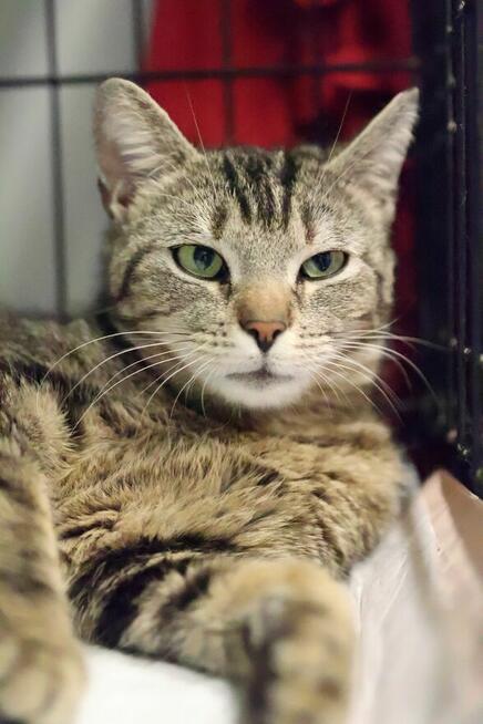 buraska Grażynka- oswojona i kochająca człowieka