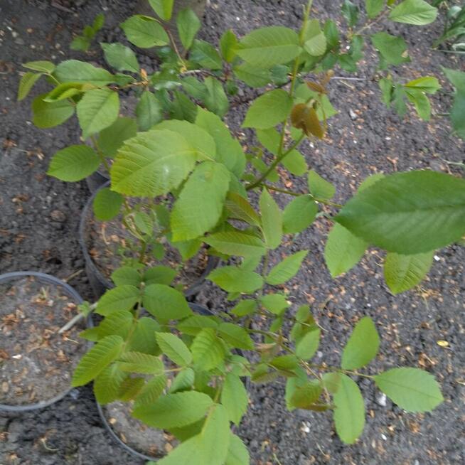 Orzech włoski duże owoce 2-letnie drzewka w donicach