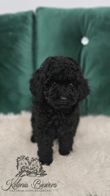 Pudel Miniaturowy czarny piesek Badania genetyczne!