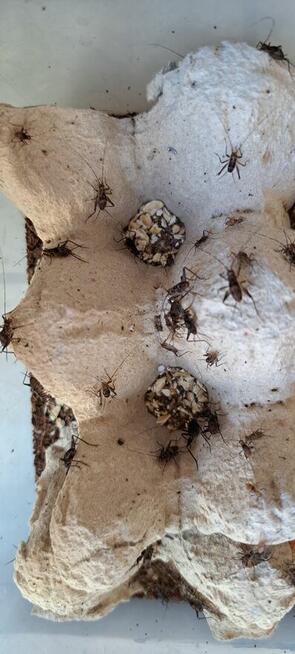 Świerszcz dzwonkowy