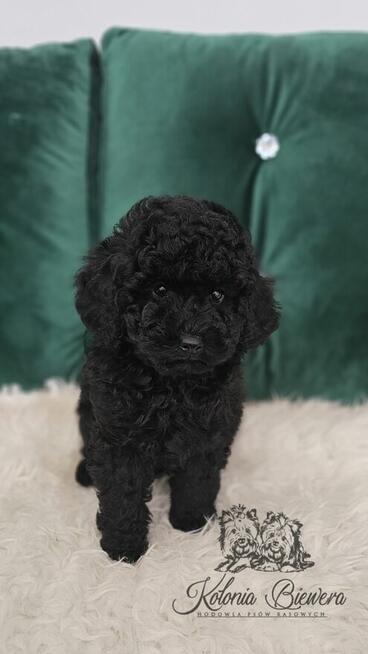 Pudel Miniaturowy czarny piesek Badania genetyczne!