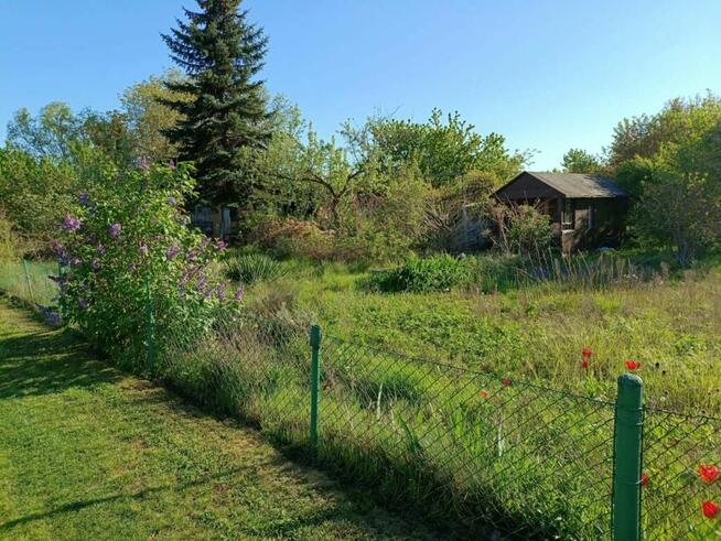 Ogródek działkowy ROD Jelcz 300 m2 + drzewa, kwiaty WROCŁAW