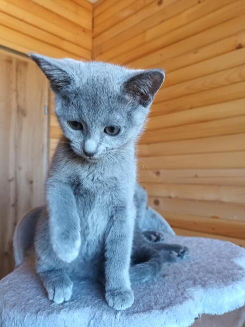 Sprzedam kotki rasy rosyjskiej niebieskie z rodowodem wiel