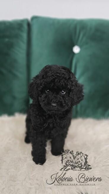 Pudel Miniaturowy czarny piesek Badania genetyczne!