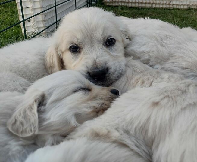 Golden Retriever szczeniaki ZKwp