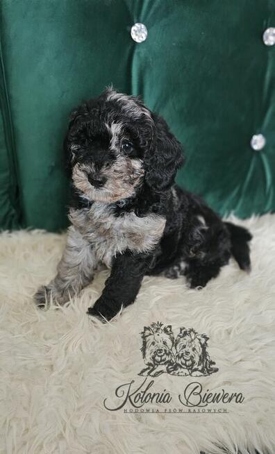 Pudel Miniaturowy piesek Blue Merle Badania genetyczne!