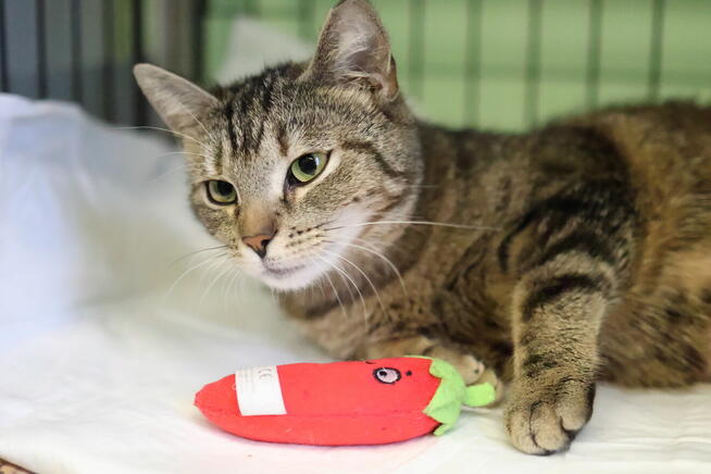 buraska Grażynka- oswojona i kochająca człowieka