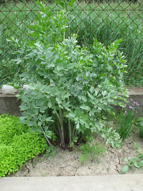 Lubczyk – świeże młode liście z domowego ogródka (maggi)