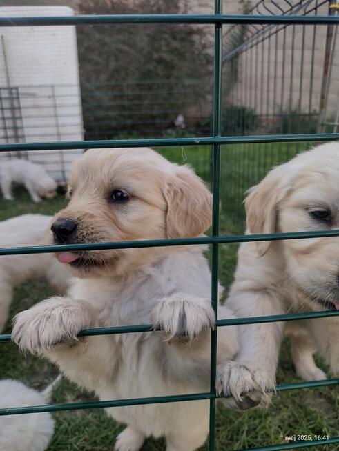Golden Retriever szczeniaki ZKwp