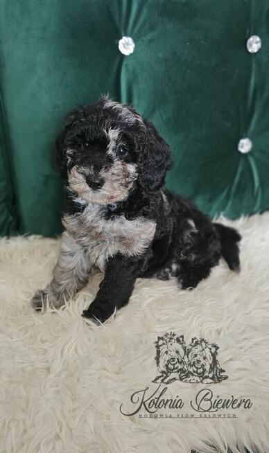 Pudel Miniaturowy piesek Blue Merle Badania genetyczne!